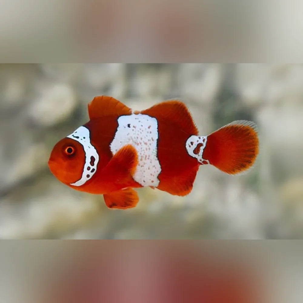 Lightning Maroon Clownfish