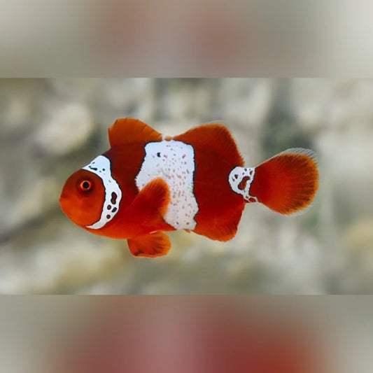 Lightning Maroon Clownfish