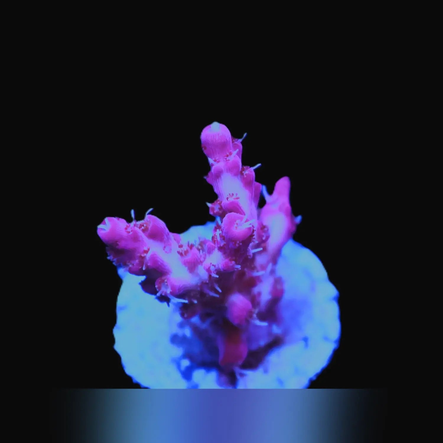 Lilac Fish Lilac Attack Acropora for Sale | Electric Purple Collector Coral ...
