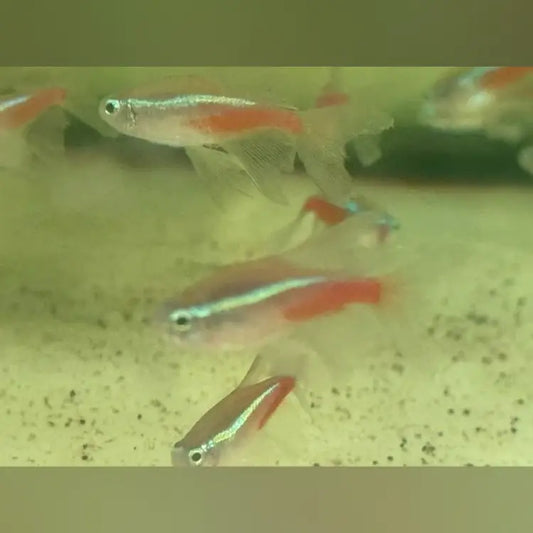 Long Fin Neon Tetra