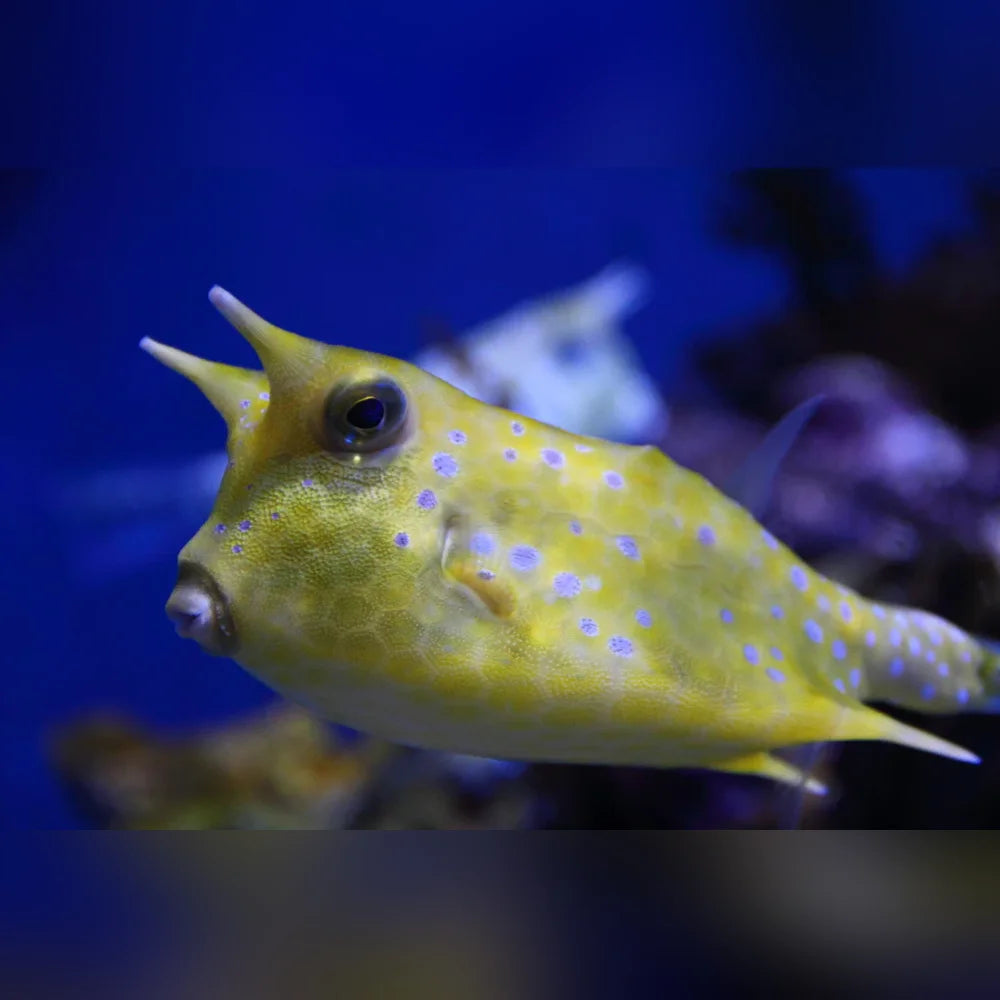 Yellow fish with blue spots in an aquarium setting