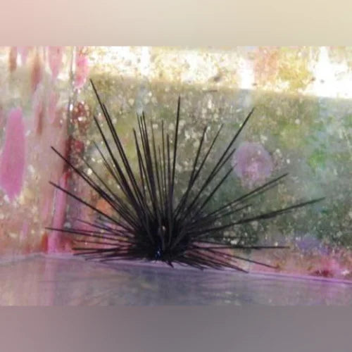 Long Spine Urchin