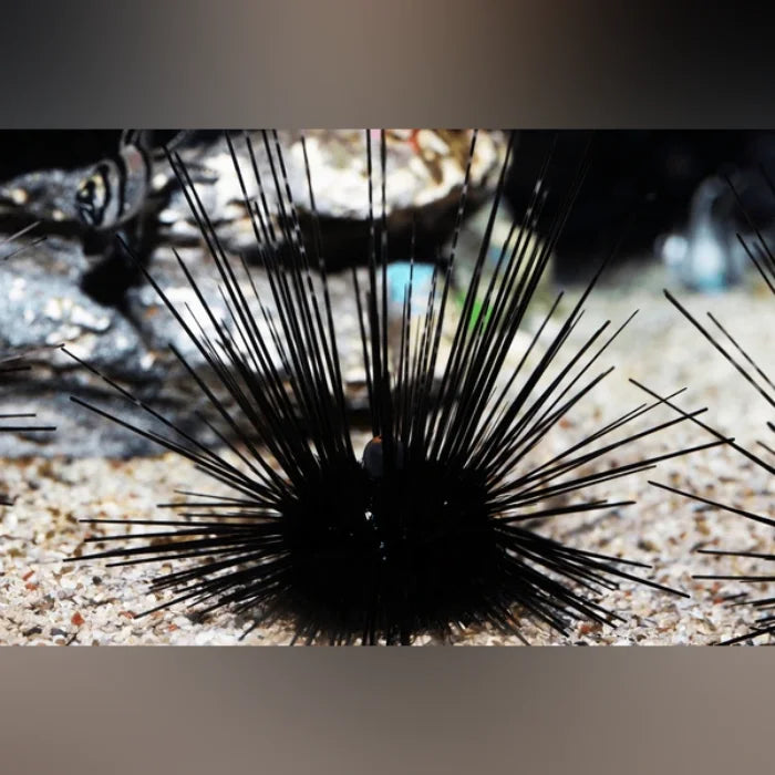 Long Spine Urchin
