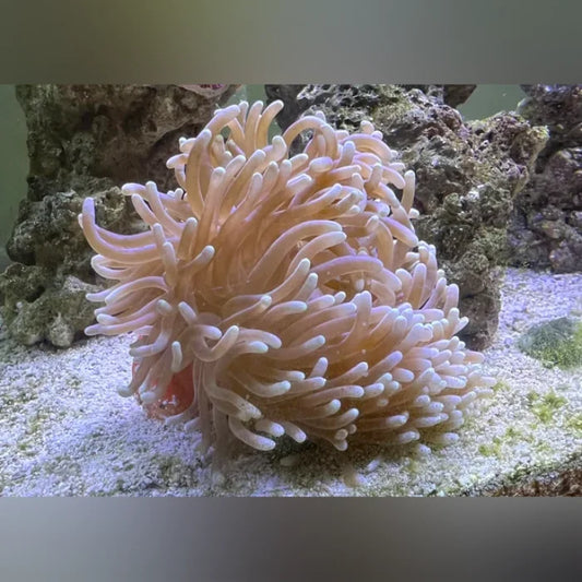 Close-up of a Long Tentacle anemone in a saltwater aquarium with live rock in the background. 