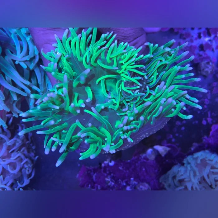 Long Tentacle Green Anemone