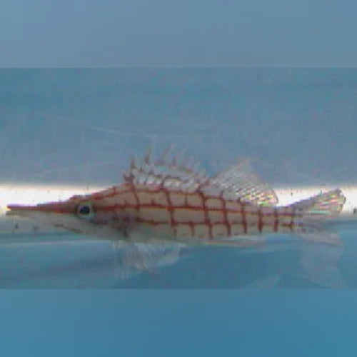 Longnose Hawkfish
