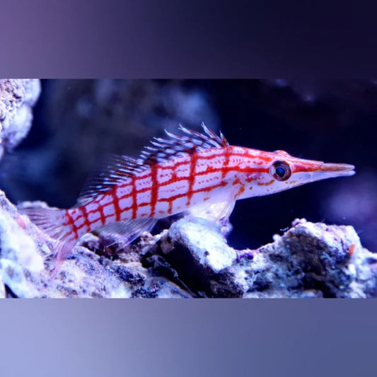 Longnose Hawkfish