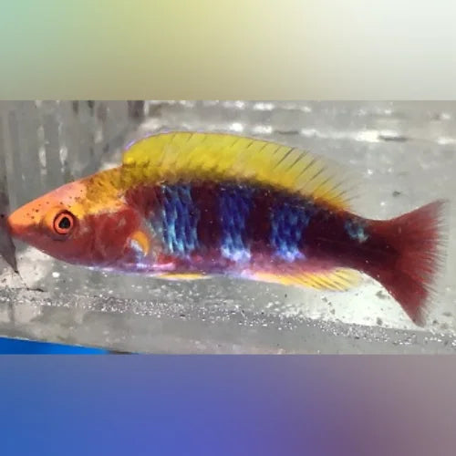 Lubbock's Fairy Wrasse
