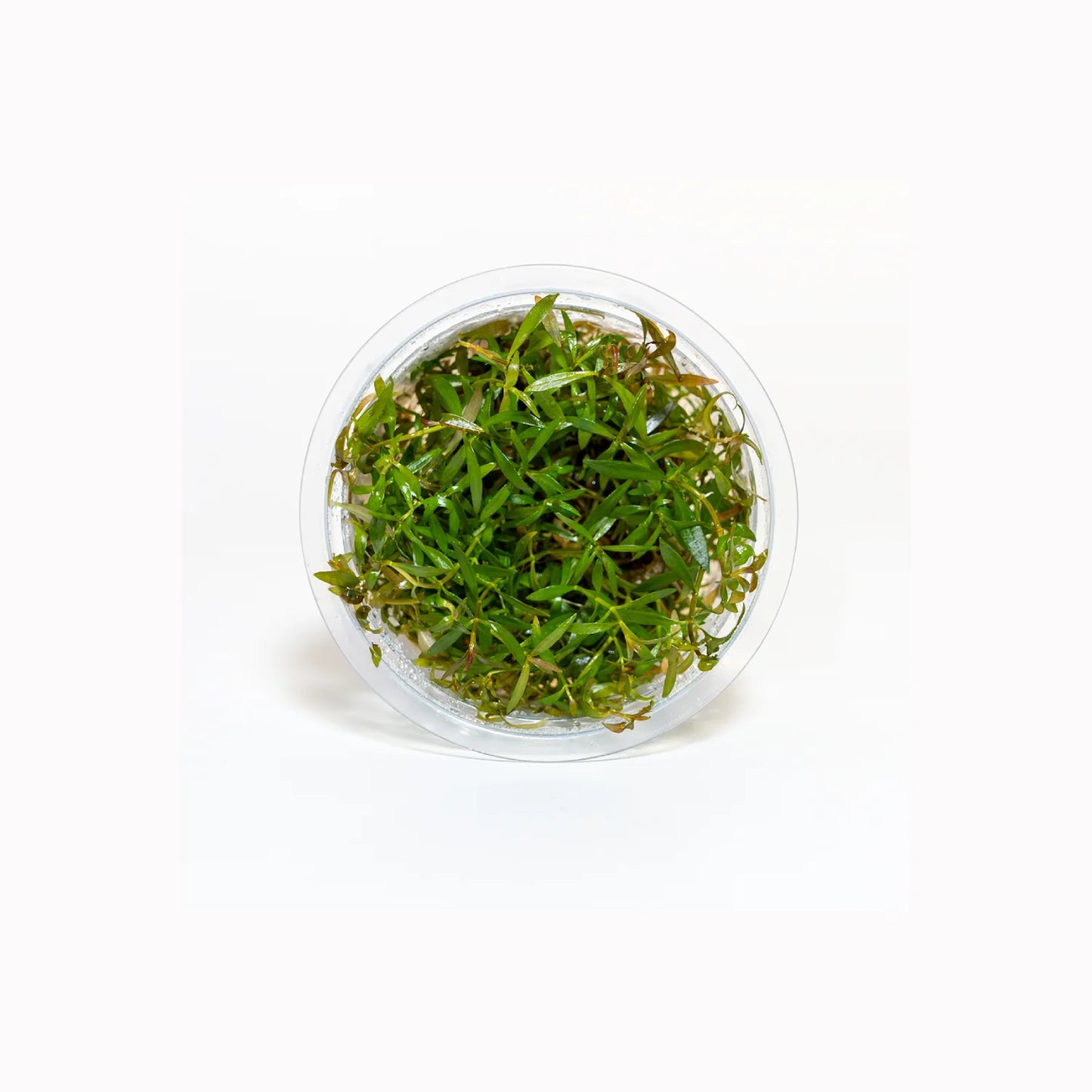 Ludwigia inclinata 'Crystal' - Tissue Culture