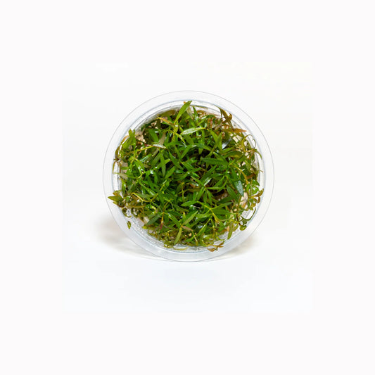 Ludwigia inclinata 'Crystal' - Tissue Culture