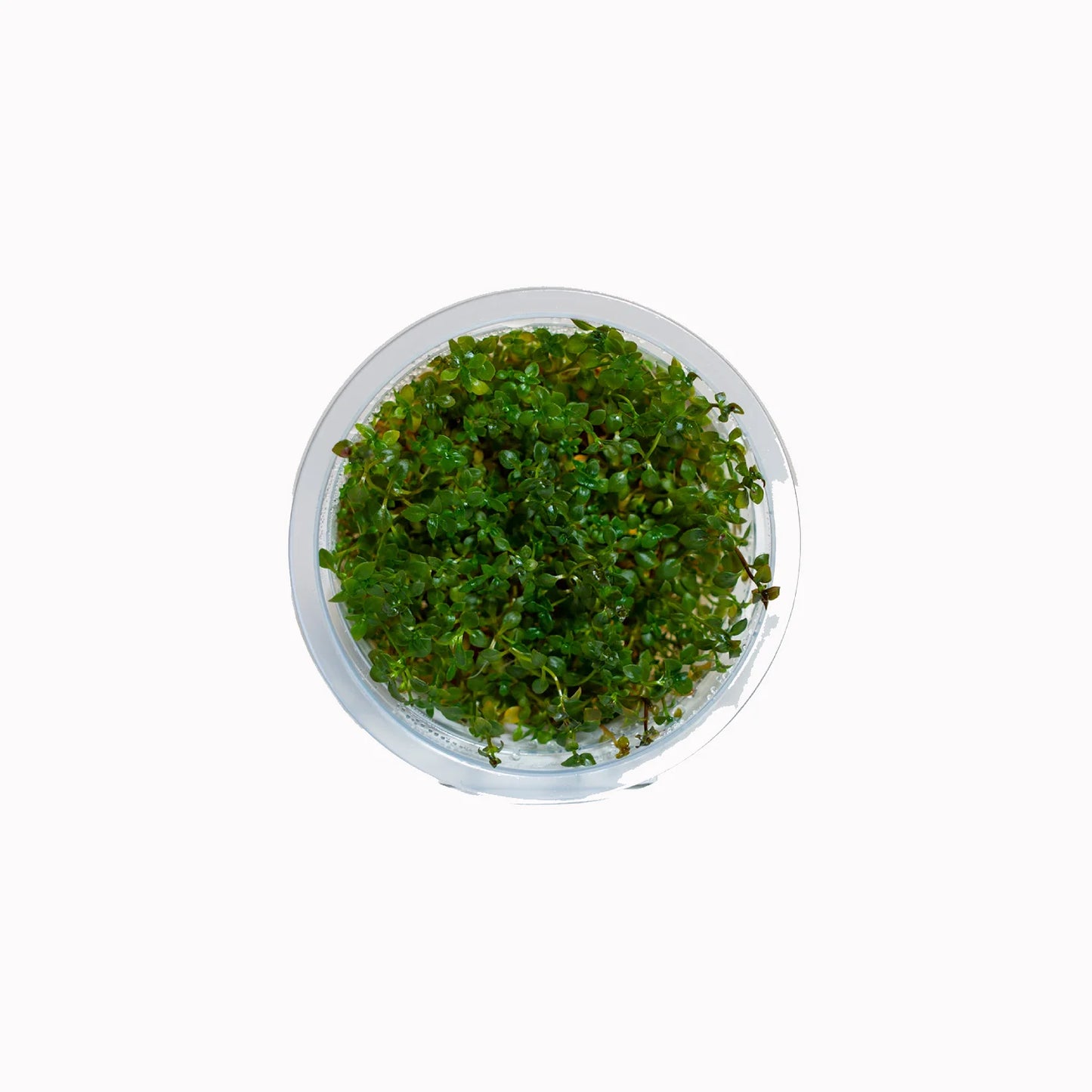 Ludwigia palustris 'Super Red' - Tissue Culture