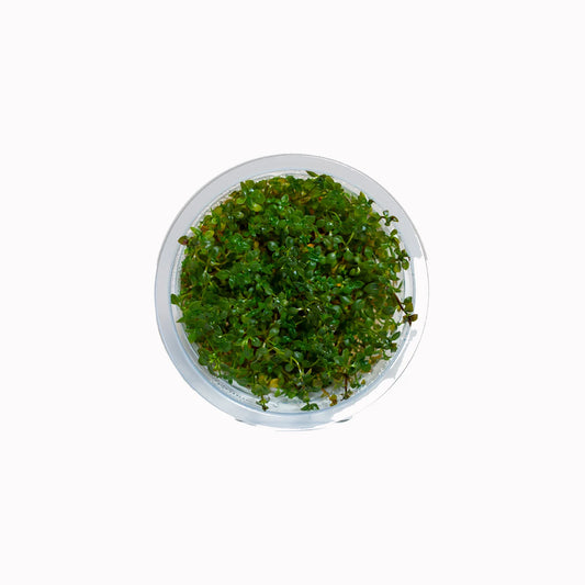 Ludwigia palustris 'Super Red' - Tissue Culture