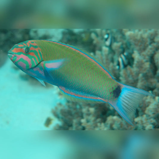 Colorful fish swimming in a coral reef