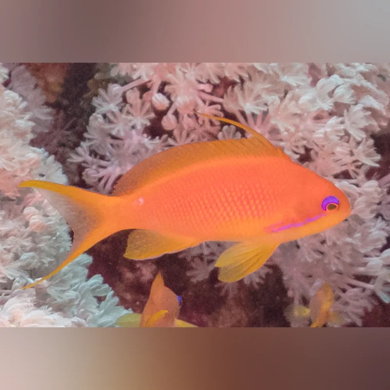 Anthyus Fish Lyretail Anthias For Sale | Red Sea Sea Goldie Harem Fish ...
