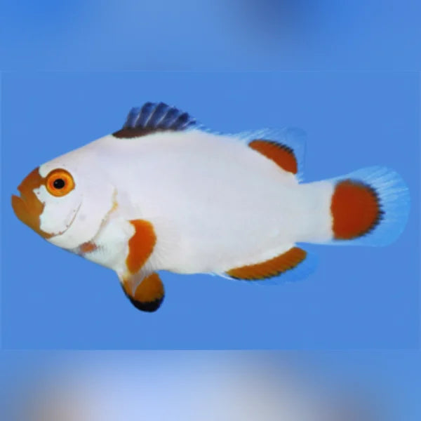 Maine Blizzard Clownfish