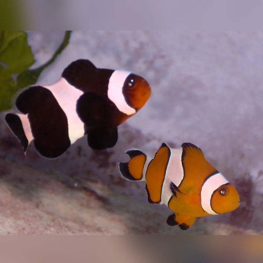 Maine Mocha Clownfish
