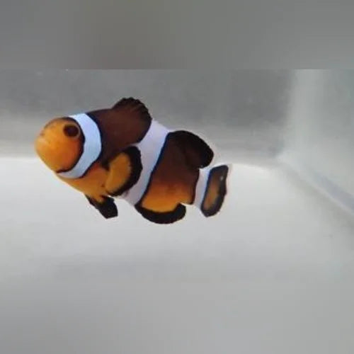 Maine Mocha Clownfish