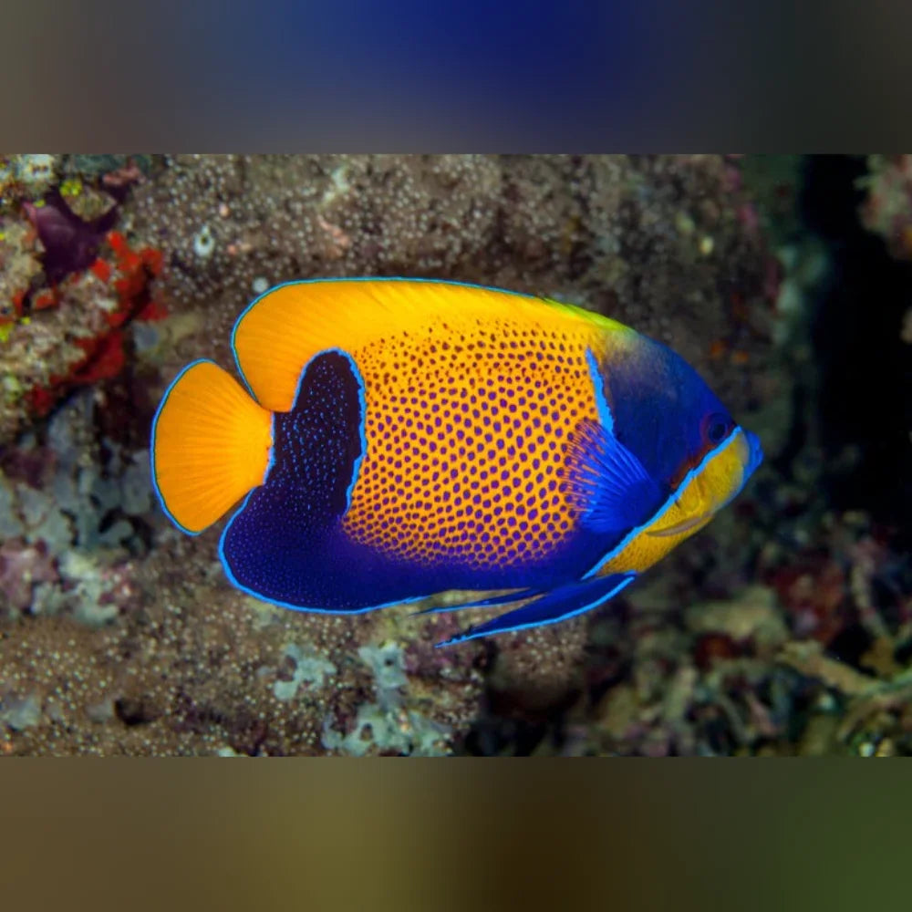Majestic Angelfish with orange and blue patterns on a coral reef background