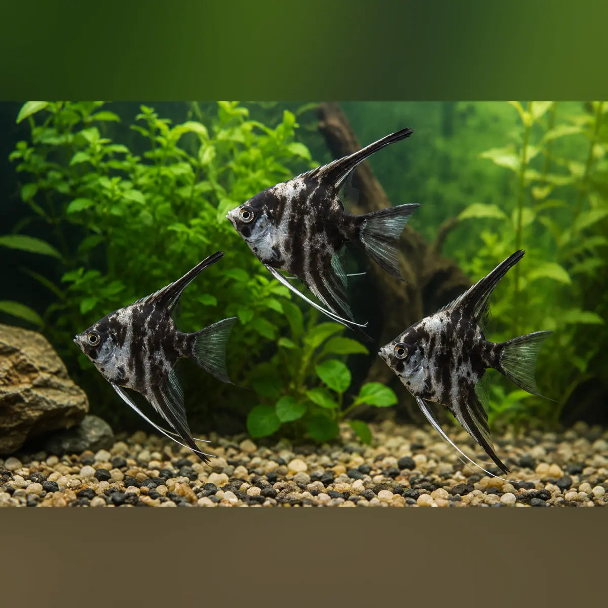 Marble Angelfish (Group of 3)