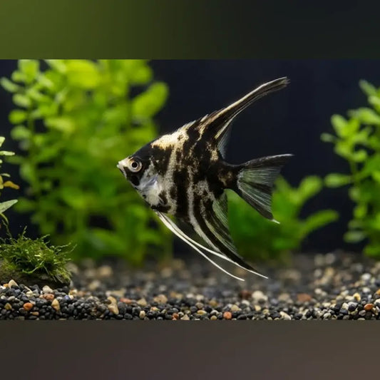 Marble Angelfish