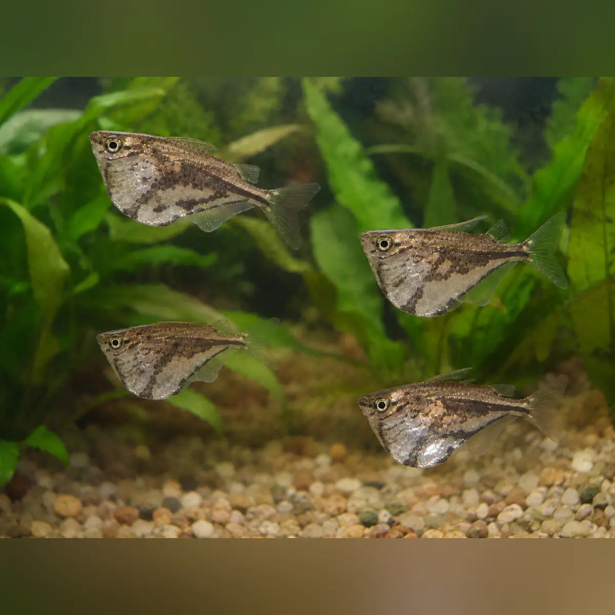 Marble Hatchetfish (Lot of 4)