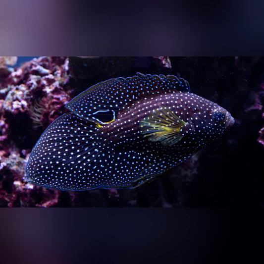 Marine Betta Grouper