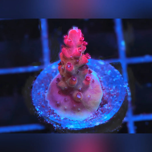 Martian Sunset Acropora