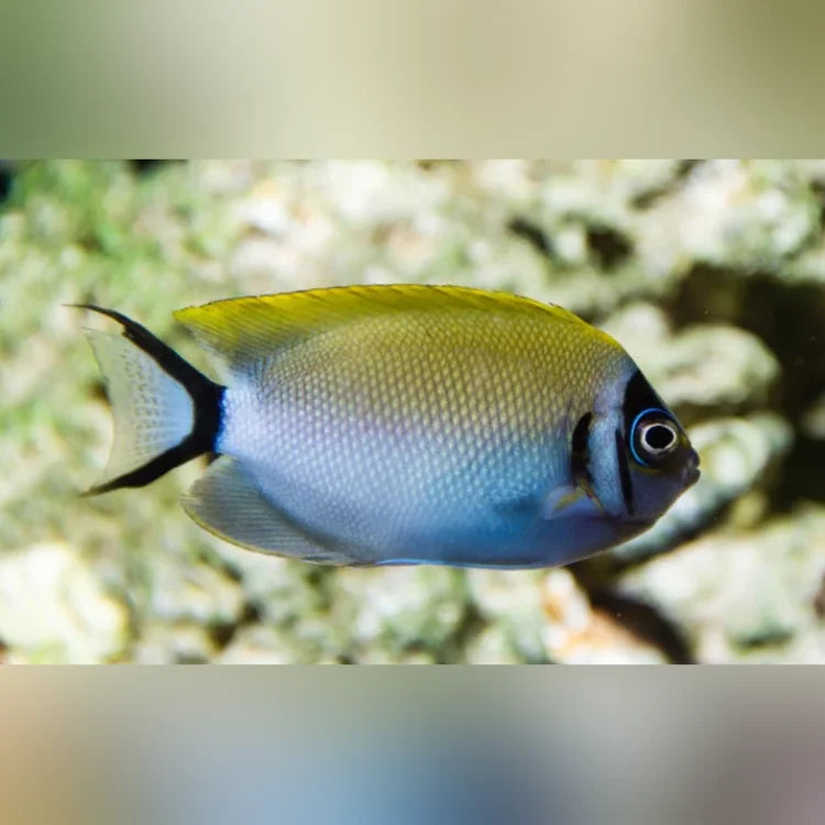 Masked Swallowtail Angelfish