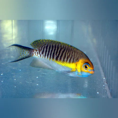 Masked Swallowtail Angelfish