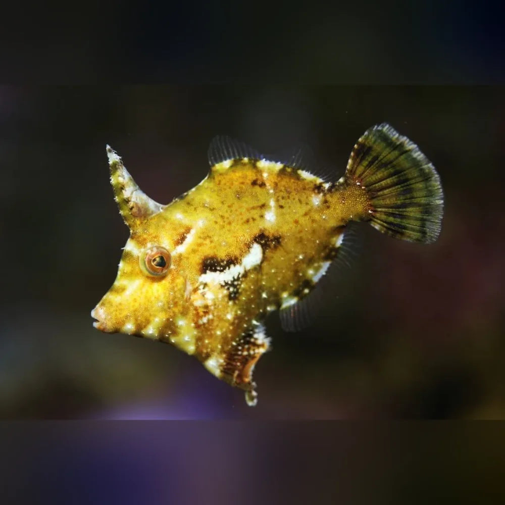 Close-up of an Aiptasia Eating Filefish with a dark background