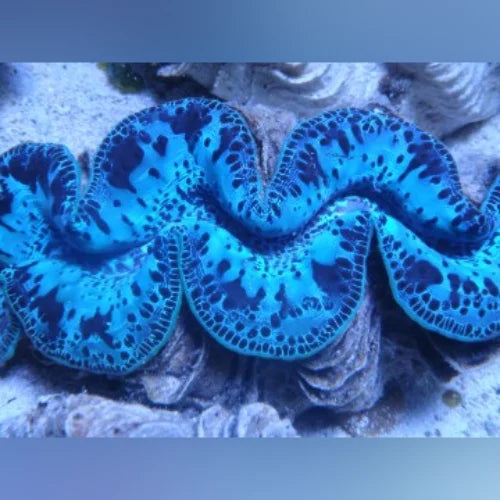 Close-up of a blue coral with intricate patterns on a blurred background