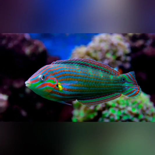 Melanurus Wrasse
