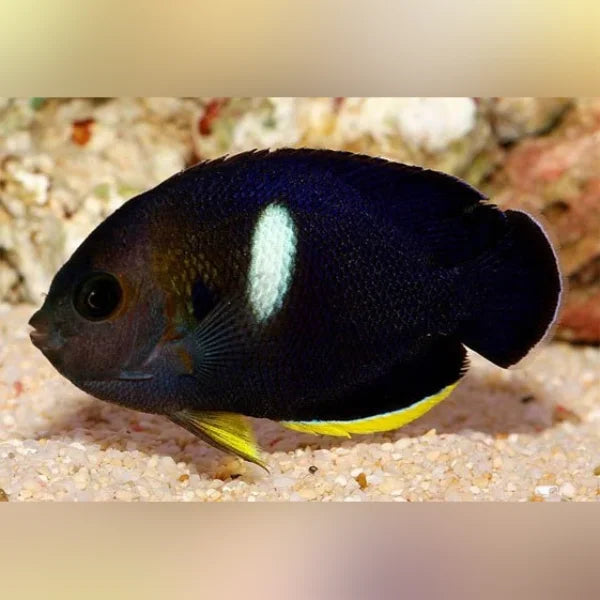 Fish with a white spot on its back in an aquarium setting