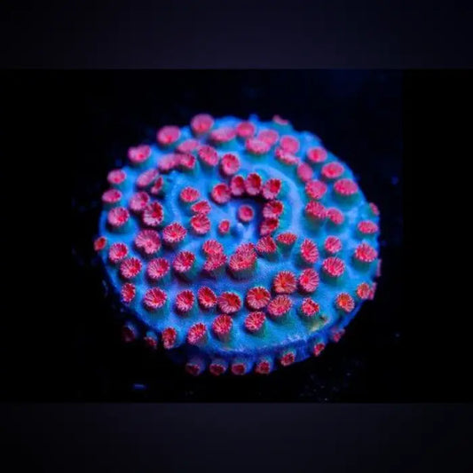 Meteor Shower Cyphastrea