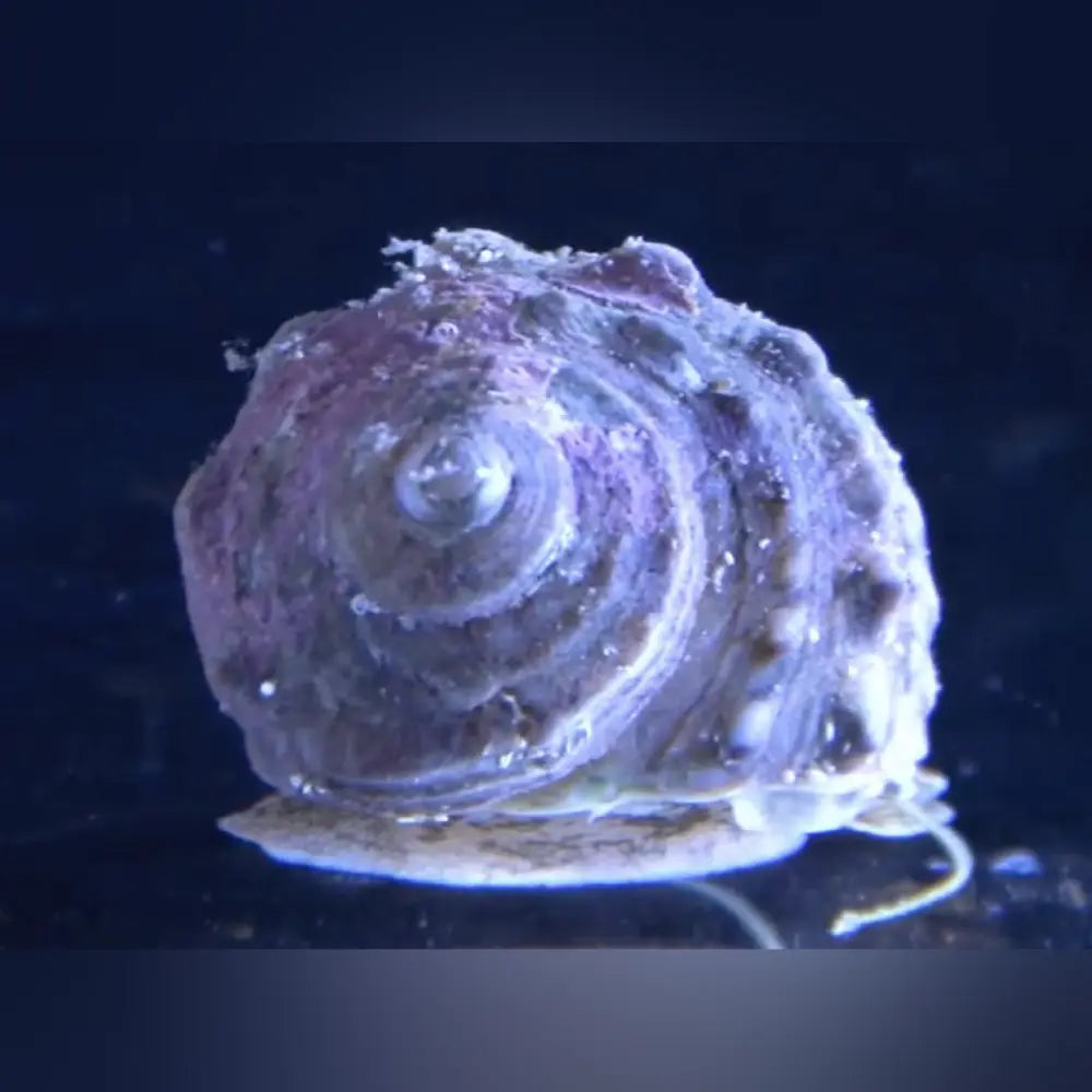 Mexican Turbo Snail