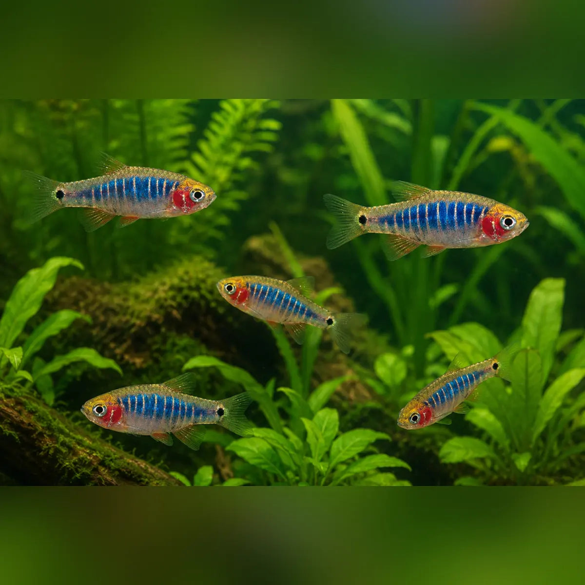 Micro Tiger Rasbora (School of 5)