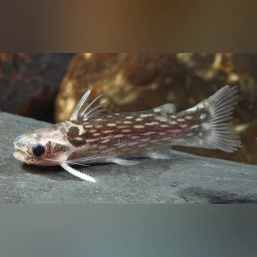 A Milky Way Catfish on a piece of slate rock with a blurred natural background