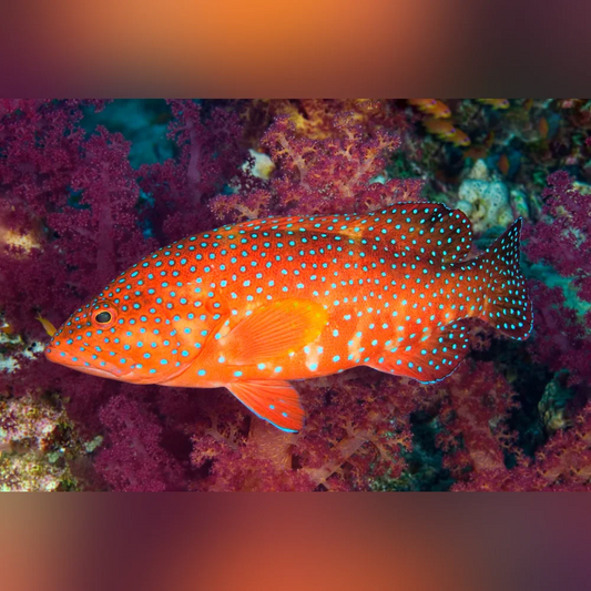 Orange fish with blue spots swimming among colorful coral