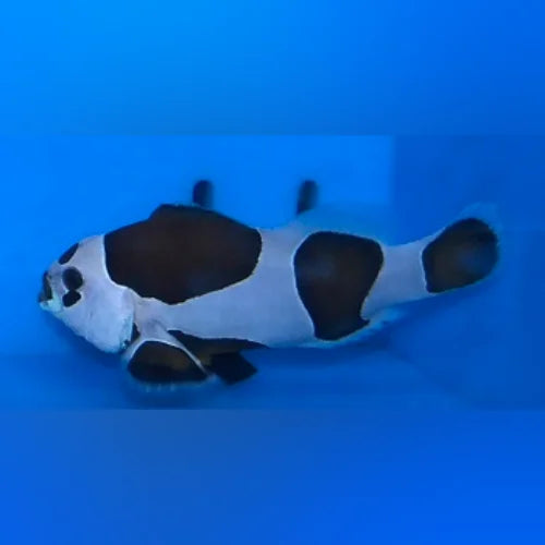 Mocha Storm Clownfish