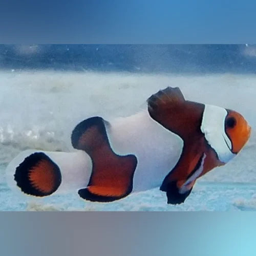 Clownfish swimming in an aquarium with a blue background