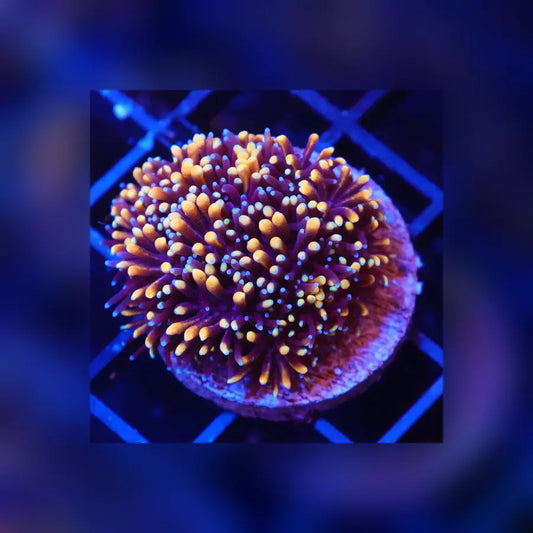 Mother Of All Galaxea