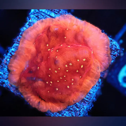 Mr. Sparkle Leptoseris