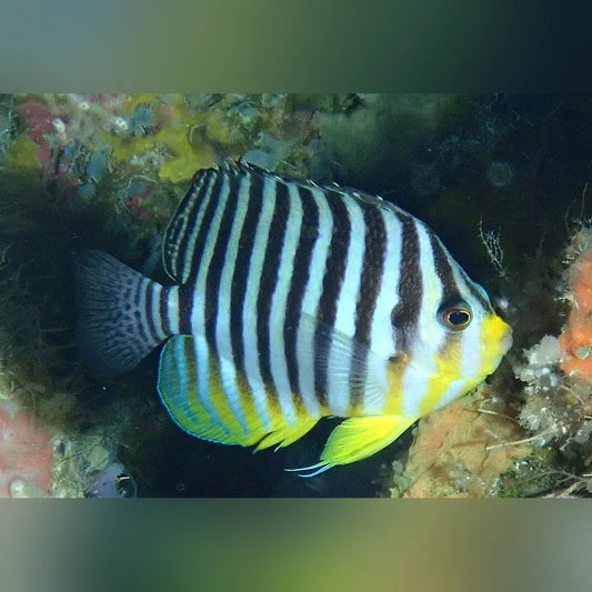 Fish with black and yellow stripes swimming among coral and marine plants.
