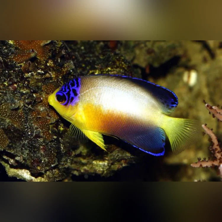 Colorful fish with blue and yellow colors on a coral reef.