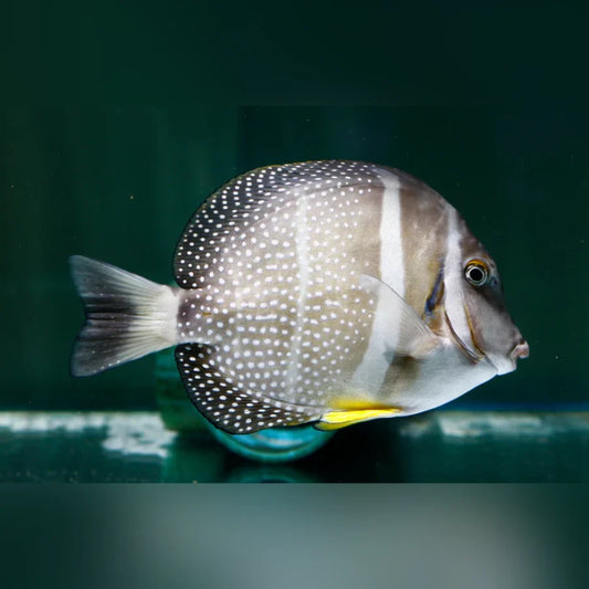 Fish with a spotted pattern swimming in water