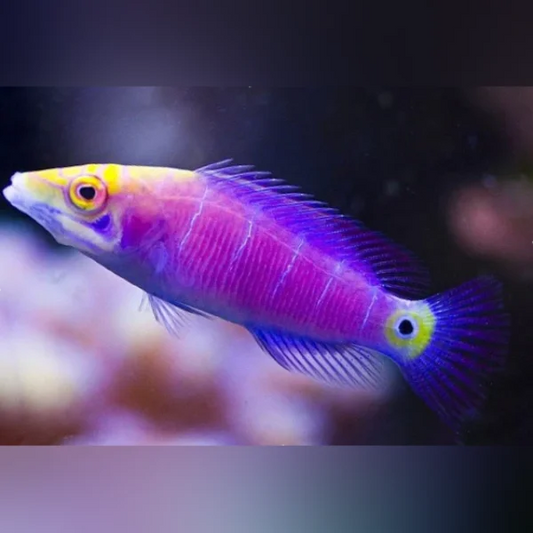 Mystery Wrasse