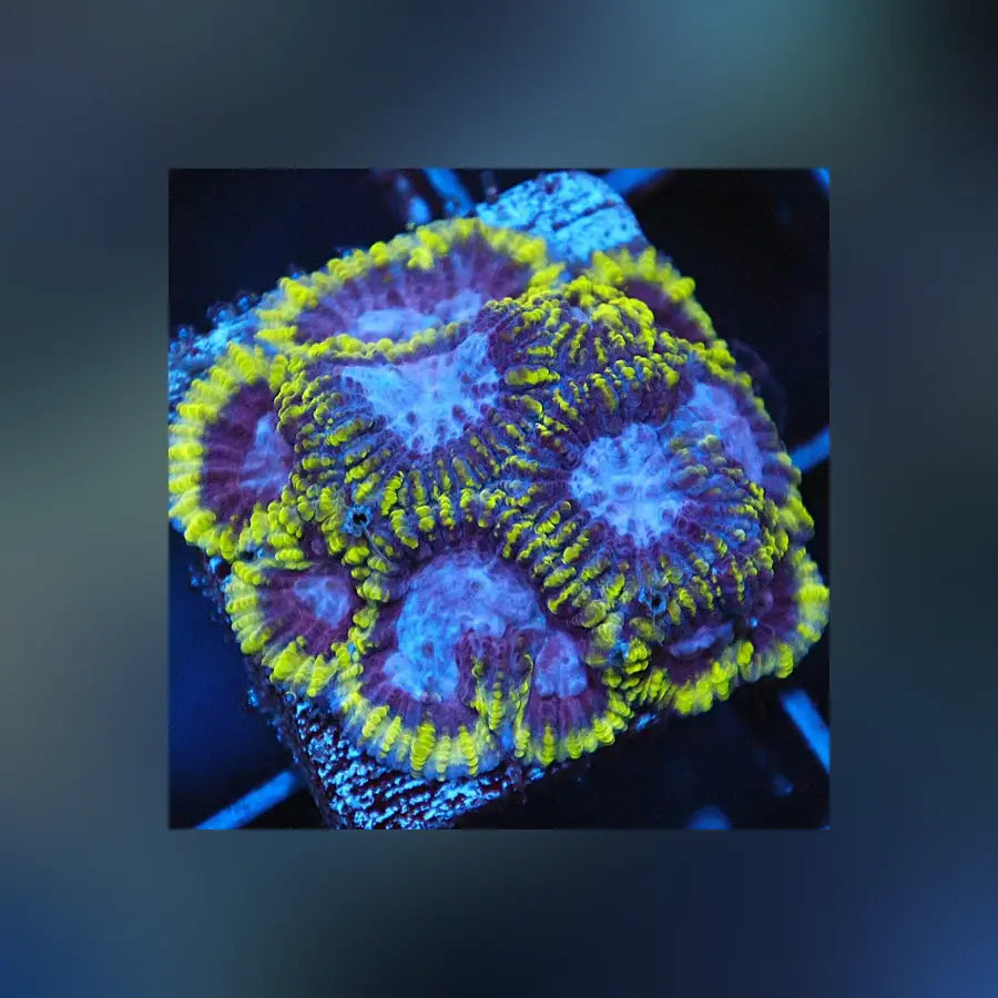 Mystic Grape Favia for Sale | Deep Purple Base Favia – AquariumFish.com
