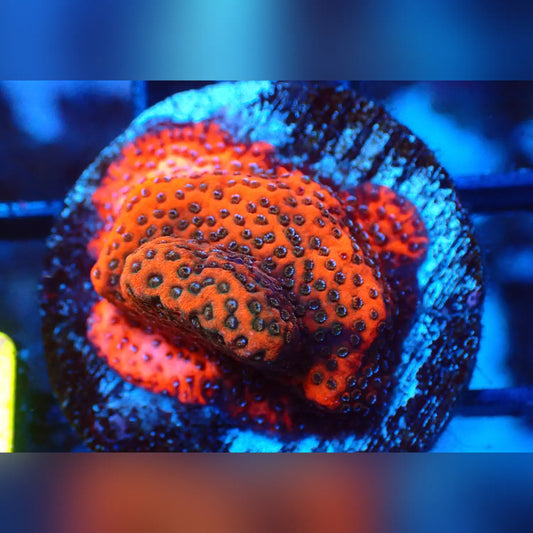 Mystic Sunset Montipora