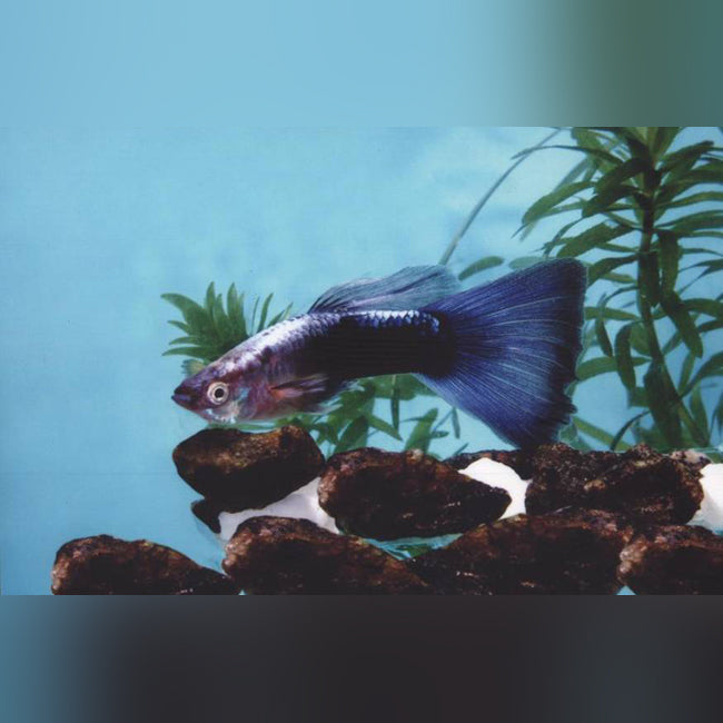 Neon Blue Tuxedo Guppy Male