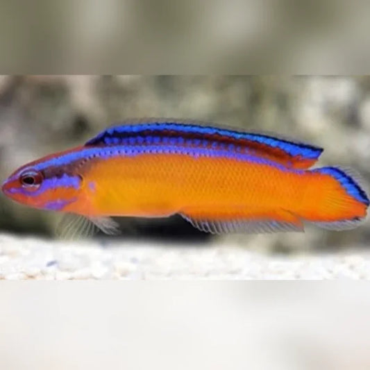 Neon Dottyback - Captive Bred